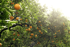 Orchard